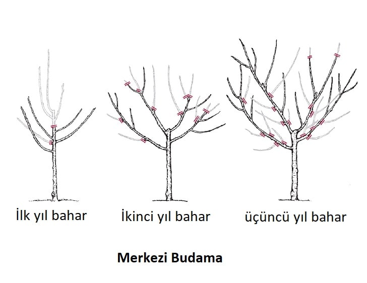 Ağaç Nasıl Budanır