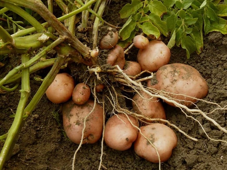Patates Nasıl Ekilir ve Ekim Zamanı Ne Zamandır?